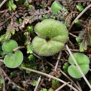 Dichondra repens.convolvulaceae.indigène?.jpeg